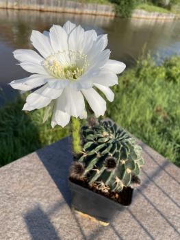 Echinopsis obrepanda weiss